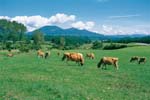 『蒜山高原へ無料送迎』